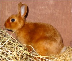 Kaninchenstall kaufen - Peter